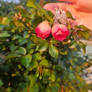 22c78ee2 f985 4b9d 930d 54bae5d7b782